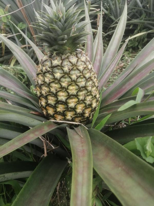  Ananas Naturel - fruits et légumes  nous sommes sp&eacute;cialis&eacute;s dans la production ananas naturel depuis 5ans . nous cherchons activement des partenaires ou des clients qui d&eacute;sirent nous suivre dans cette belle aventure pour transformer le monde a travers la production de produits bio . notre capacit&eacute;