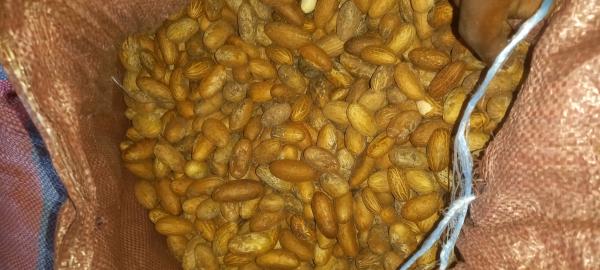  Petit Cola (garcinia Cola) - autres   nous mettons en vente un stock de petit cola de qualit&eacute; sup&eacute;rieure disponible imm&eacute;diatement.