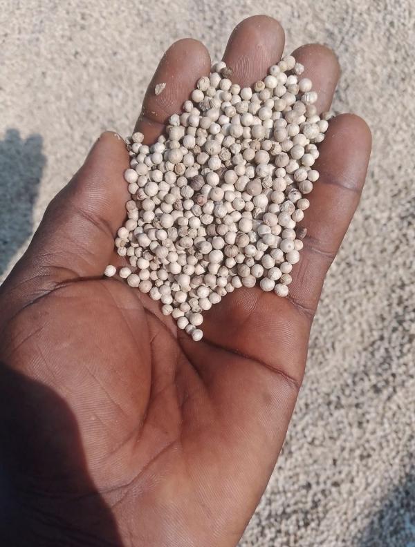  Poivre Blanc De Penja - épices aromates  je suis producteur au cameroun et je propose un lot de 50 kg de poivre blanc de penja de tr&egrave;s haute qualit&eacute;. r&eacute;colte r&eacute;cente grains propres s&eacute;chage naturel. parfait pour les &eacute;piceries fines grossistes restaurants ou exportateurs. &eacute;chantil