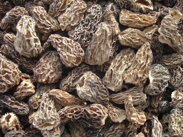  Morilles Séchés, Champignons Séchés. - champignon levure  nous somme sp&eacute;cialis&eacute;s depuis plus de 30 ans dans la vente de morilles et de champignons secs de qualit&eacute;. nous accompagnons les professionnels de l alimentaire et les revendeurs partout en france en europe et dans le monde. notre entreprise propose une s&eacute;lect