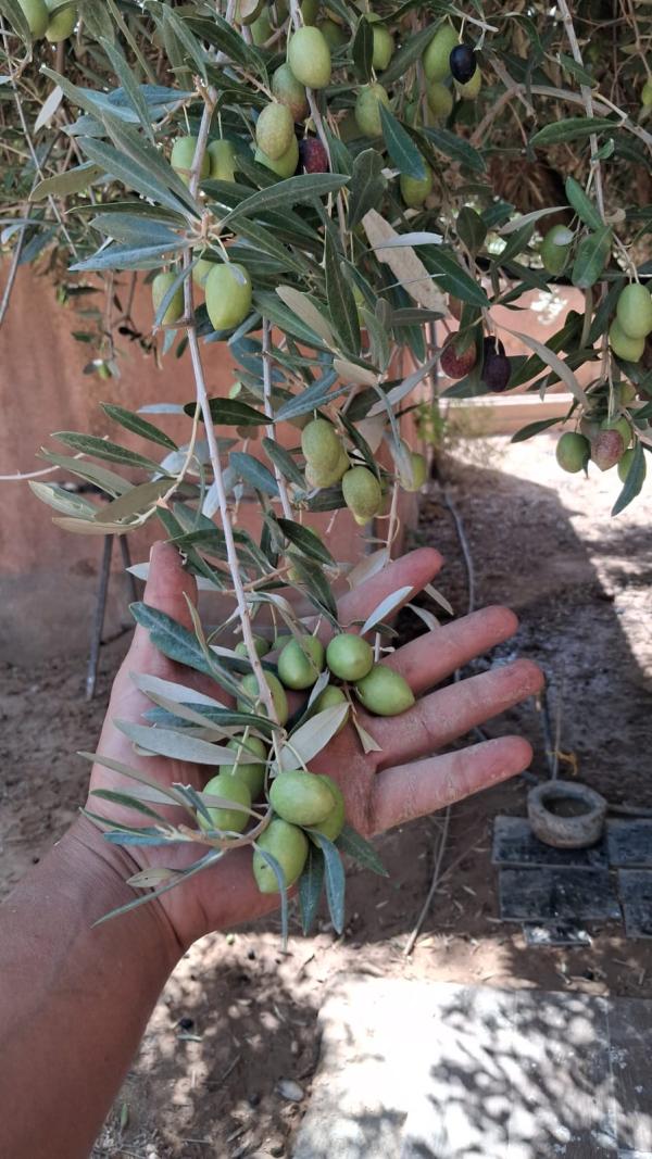  Olives - fruits et légumes vends olives haouzia gros calibre sur l' arbre approximativement 10 tonnes et 3 tonnes arbequine regin amizmiz       