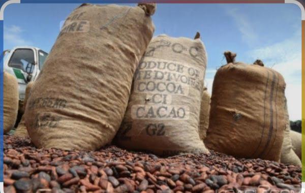  Anciens Stock De Cacao De Campagne La 2025/26 - café cacao thé  annonce d achat de cacao   campagne 2025/2026 nous sommes un broyeur de cacao &agrave; la recherche de fournisseurs disposant d anciens stocks de cacao de la campagne 2025/2026 en c&ocirc;te d ivoire. produit recherch&eacute; cacao tout venant de c&ocirc;te d ivoire campagne 2025/2026 