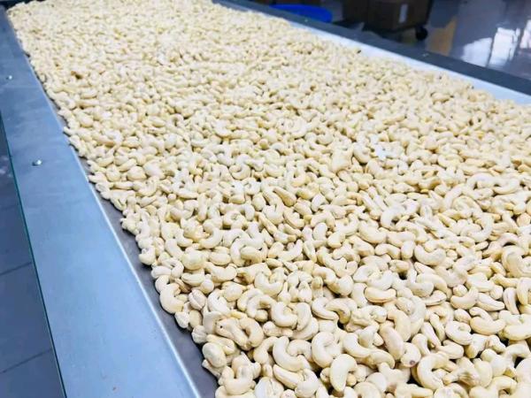  Shelled Cashew Kernels (w320)  5/kg North - roasted seeds and nuts shelled cashew kernels (w320)  5/kg northern benin large stock w320 cashew kernels from northern benin premium export quality. natural thoroughly dried hand sorted unsalted. price  5/kg (discounted rates available for orders of 500kg or more) quantity 500kg to 5 tonnes availa