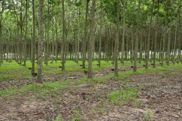  Hevea - Industrie exploitation investissez dans l h&eacute;v&eacute;a et pr&eacute;parez l avenir de vos enfants ! pourquoi laisser dormir votre argent alors que vous pouvez l investir dans une plantation d h&eacute;v&eacute;a qui g&eacute;n&egrave;re des revenus r&eacute;guliers ? imaginez que vous investissiez dans 10 hectares 