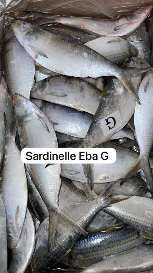  Plusieurs Espèces De Poissons - poissons nous disposons d'une quantit&eacute; de poissons a nouadhibou si vous etes int&eacute;ress&eacute;s je prends vos coordonn&eacute;es.. prix point usine pargo mix sargo mix sargo p burro g burro m liche mix danton b sompatte mix sardinelle aurita g 
