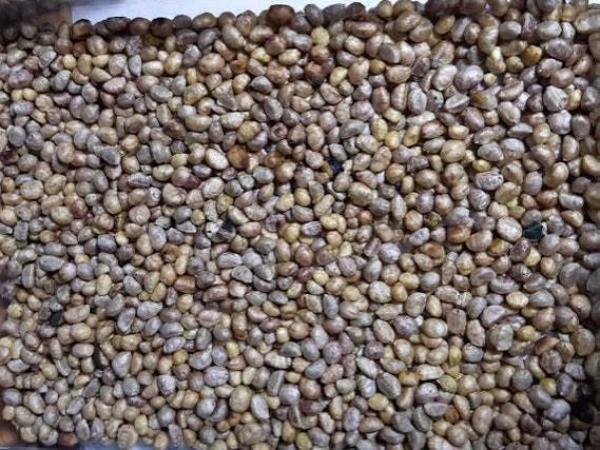  Graine De Lierre - semence graine plant je souhaite vous proposer un partenariat dans l exportation de graines de lierre vers le canada. une soci&eacute;t&eacute; canadienne recherche un approvisionnement important et demande d abord un &eacute;chantillon pour tester la qualit&eacute;. je peux g&eacute;rer l approvisionnement au togo not