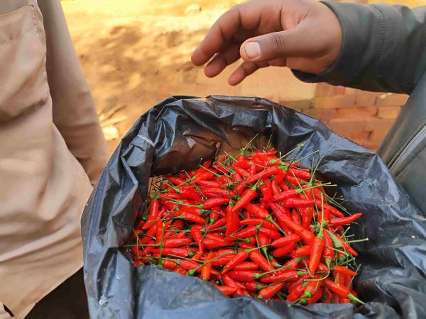  Piment Bec D'oiseau - épices aromates nous sommes un groupement de 45 associations de producteurs &agrave; madagascar sp&eacute;cialis&eacute; dans la production de piment bec d oiseau class&eacute; dans la cat&eacute;gorie des &eacute;pices et aromates. notre r&eacute;seau regroupe plus de 200 000 pieds de piment bec d oiseau ce qui