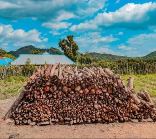  Bois De Chauffe - bois charbon fibre je souhaite vous proposer un partenariat dans l exportation de bois de chauffe vers le canada. une soci&eacute;t&eacute; canadienne recherche un approvisionnement important et souhaite d abord recevoir un &eacute;chantillon afin d &eacute;valuer la qualit&eacute; du bois. je peux g&eacute;rer l appr