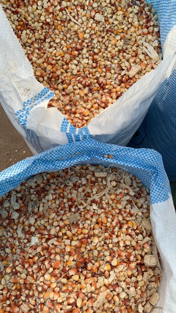  Maïs Secs Blanc Et Rouge - fruits secs et graines grillées pour votre besoin de maïs secs en grande quantit&eacute; pour cette nouvelle campagne   pour soit votre propre consommation ou celle de vos animaux notre entreprise agroalimentaire bas&eacute;e en cote d ivoire et &agrave; korhogo est &agrave; votre disposition. le maïs est conditionn&eacute; dans 