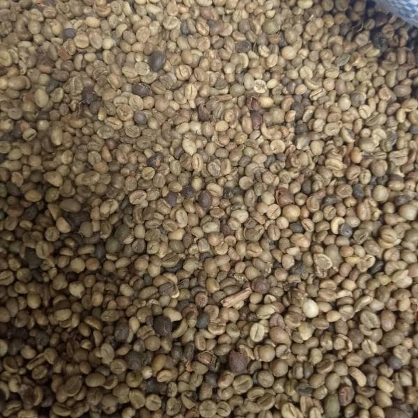  Cafe Vert Robusta Disponible Pour Vous - café cacao thé pour la campagne 2026/2027 nous pourrions mettre &agrave; votre disposition 37000 tonnes de caf&eacute; vert robusta