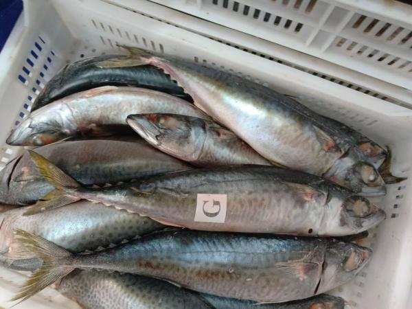  Maquereaux Congelé - poissons nous proposons &agrave; la vente un lot de 270 tonnes de maquereaux calibre g actuellement positionn&eacute; en angola. quantit&eacute; disponible 270 tonnes produit maquereaux calibre g position angola prix 2 150 usd/tonne cfr destinations afrique de l ouest et afrique 