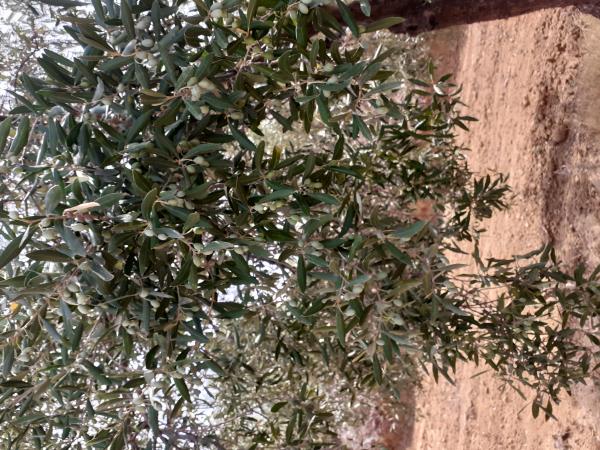  Recherchons Partenaires Locaux Afrique - huiles soci&eacute;t&eacute; belge bien &eacute;tablie en europe cherche une expansion en afrique de l'ouest s&eacute;n&eacute;gal cameroun c&ocirc;te d'ivoire mali cap vert etc . dans le domaine de l'agro alimentaire huile d'olive huile d'amande douce et am&egrave;re huile d'abricot 