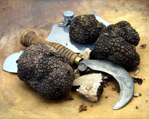 Truffe Noire D\u0026#39;\u00e9t\u00e9 -Tuber Aestivum Cours Semaine - Italie - EspaceAgro