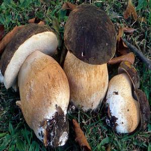  Champignons Sauvages Et Des Truffes - champignon levure importateur et vendeur grossiste de champignons sauvages,  truffes et baies de la flore spontanée des carpates de la roumanie.--tous les produits sont entièrement écoligiques.