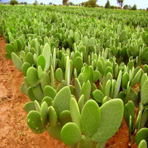  Nopal En Poudre, Figues De Barbarie, Pépins - matiere vegetale nous produisons du nopal en poudre ou farine de nopal (opuntia ficus indica) cértifié bio. nous sommes au centre du mexique,  à plus de 2, 000 m d'altitude,  dans des conditions optimales pour le nopal,  son lieu d'origine. notre région est rurale,  non polluée.  nous e