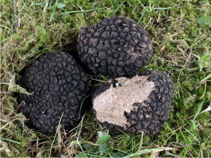  Truffes, Truffles, Trüffel - fruits et légumes importateur et vendeur grossiste de truffes de la flore spontanée des carpates de la roumanie. --les truffes sont entièrement écoligiques.