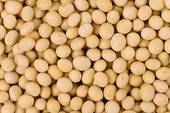  Graine De Soja En Grande Quantité - semence graine plant pour la campagne de 2011-2012,  mon association dénommée association des producteurs du soja du bénin recherche pour ses produits(environ 2500tonnes)des clients et des partenaires pour intensifier la culture de soja au bénin. n'hésitez surtout pas. nous sommes ouver