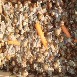  Escargots, Snails, Schnecken - coquillage crustacé importateur et vendeur grossiste de escargots de la roumanie - helix pomatia,  helix aspersa muller,  helix aspersa maxima.--les escargots sont entièrement écoligiques.--