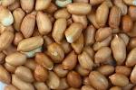  D'arachide Pour La Vente - semence graine plant nous sommes une entreprise qui traitent de la production de semences de plantes comestibles tels que les graines de sésame,  les arachides,  les noix de pin,  graines de melon d'eau,  les noix de cajou,  noix,  noix de macadamia,  amande de noix,  noix du brésil,  de bancoulier,  noix de p&eacut