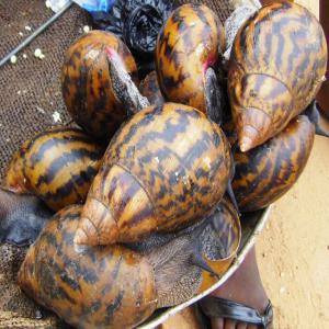  Nous Avons Grande Quantité De Escargot Africain - animaux vivants nous nous sommes engagés à fournir de véritables acheteurs et les importateurs de produits agricoles de l'afrique avec des produits différents de leur demande,  en particulier africains produits tropicaux,  comme le manioc,  le cacao,  l'escargot,  le poisson-chat,  etc nous po