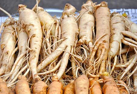  Racines De Ginseng. Plante Herbacée Récolté Pour - horticulture plante biocarburant botanique,  racines de ginseng,  à base de plantes médicinales,  la nature,  le ginseng panax.,  les plantes à vendre au cameroun pour presque rien. nous faisons suply deux racines de ginseng frais et secs à la grande quantité. n'hésitez pas à nous contact