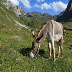  Précieux Lait D'ânesse Lyophilisé - lait et produits laitiers [ offre exceptionnelle • eurolactis • made in italy  ] 100% lait d'ânesse pure lyophilisé de qualité extreme • lait frais d'origine biologique certifié icea ••• demandez-nous une offre
