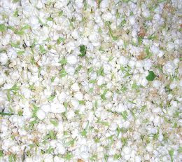  Absolue De Jasmin Grandiflorum - huiles nous commercialisons nos he dont l'absolue de jasmin grandiflorum,  a des prix tr&egrave;s comp&eacute;titifs,  nous fournissons d&eacute;j&agrave; des clients en europe,  et am&eacute;rique du nord. nous serons heureux de vous compter parmi les clients a la recherche de qualit&eacute;, naturelle et r&e