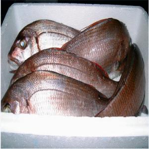  Poisson Congelé Du Maroc - poissons poisson congel&eacute; du maroc; prix au kg/cfr pour tous les principaux ports de l'ue-----1) dentex (dentex vylgaris)   10.45----2) cuttlefish (sepia orbignyana)   4.95----3) sole (solea vulgaris)   8.25----4) pandora (pagellus erythrinus)   5.39----5) sea bream (pargus pargus)   13.75----6) gilt h