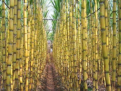  La Canne Sucre Fraîche La Vente - fruits et légumes nous produisons la canne à sucre de qualité et de frais et en grande quantité. notre produit et nous cultiver et plein de jus. nos prix et sont très modérés et nous ne exporter notre produits dans le monde entier.