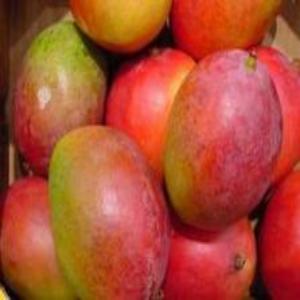  Mangues Du Cameroun Vendre - fruits et légumes nous cultivons nos mangues au niveau local et nous avons les meilleures qualités de mangues en afrique. nous vendons notre monde produit de large et nos prix sont très modérés.