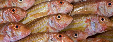  Poisson Frais Ou Congelé - poissons société basée à dakar et spécialisée dans l'exportation des produits de mer frais ou congelé cherche clients serieux . nous faisons les meilleurs prix du marché . nous fournissons les produits de meilleurs qualité. contactez nous par ema