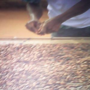  Cacao Et Café Cote D'ivoire - café cacao thé union de coopérative agricole (cacao café noix de cajou)dont siège située dans l'est de la cote d'ivoire nous recherchons un partenaire pour lui fournir notre tonnage --nb-nous travaillons en revolving.