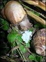  Vend D'escargots Hélixia Petits Et Gros Gris Viv - animaux vivants --propose 20ts d'escargots hélixia petits et gros gris vivants-- ----12 ts de petits gris vivants adulte--1600 euros la tonne---8 ts de gros gris vivant adulte--2300 euros la tonne.----expédition de port de cotonou vers toute l’europe.--quantité renouvelable 4 fois dans l'ann&ea