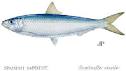  Tous Types De Poison - poissons nous sommes une société installé au libye spécialisé en poison,  est nous cherchons des nouveaux marchés ouvert sur l’afrique.