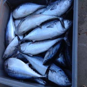  Poisson Frais Et D'aquaculture Bars Dorades - poissons      recherche clients poisson frais ----     poisson de ligne petit bateau gr&egrave;ce / chypre - thon rouge, germon, albacore espadon, thonine, melva, seriole, saint pierre, m&eacute;rou noir ,  merou jaune , bonite ,  langouste, homard, crevette,  coquillages ,  encornet ,  calamar seiche ----     bars et daur