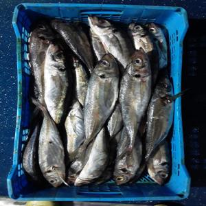  Poissons Congelée Dakhla - poissons la société de droit marocain a fixée pour objectif la commercialisation des produits de la mer congelés.--grâce aux moyens humains et techniques mis en œuvre elle a confirmée son rôle socio-économique dans la contribution à l’emploi 