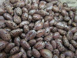  Castor Seed - semence graine plant specifications--castor seeds with high productivity,  it is use for oil extraction,  by-product of seed is used for animal feed.----castor seeds specification--fiber- 16% minimum--nitrogen-  4%--protein- 29% minimum--oil content- 48 to 49% minimum--phosphorus-  1%--moisture- 8% maximum--inspection- sg