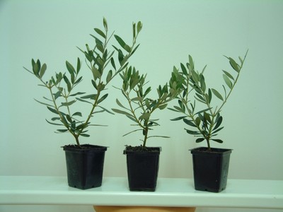  Plants D'oliviers - semence graine plant nous recherchons des clients pour achat grandes quantités  plants d'oliviers différentes variétés d espagne sur pot en plastique 9*9 plantation toute l'année pour prodution d'huile d'olive et olive de consommations livraison sur tout le territoire algérien  