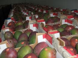  Mangue Kent Exporter - fruits et légumes bonjour nous produisons de la mangue bio specialement kent du senegal.cette mangue est connu pour sa forme son odeur mais surtout pour son gout . nous cherchons un client pour l'exportation  preference - europe maghreb 
