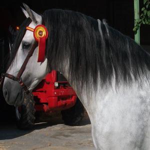  Chevaux Pure Race Espagnole - animaux vivants chevaux de pure race espagnole,  meilleures origines,  dressés haute ecole- pas,  trot,  galop,  à l'intérieur,  face au mur,  les supports,  les pirouettes,  piaffer,  passage,  pas espagnol,  révérences,  balancement, etc.-- très bons tempéraments,  chevaux de gra