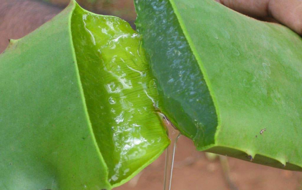  Aloe Vera Plantes Médicinales En Vente - matiere vegetale nous fournissons l'aloe vera et d'autres diff&eacute;rents types de plantes m&eacute;dicinales de bonne qualit&eacute; et l'efficacit&eacute;. nous vendons notre monde de produits large et nous faisons la livraison par voie a&eacute;rienne pour la petite quantit&eacute;. nos oprices sont les meilleu