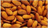 Amande d'amandier - fruits secs et graines grillées recherche urgente d'amande (amandons) d'amandier,  quantite 10 tonnes,  bien conditione,  veuillez s'il vous plait preciser les details de votre offre.