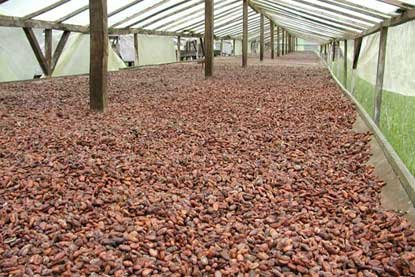  Le Cacao Et Le Café Pour La Vente - café cacao thé nous sommes l'un des principaux fournisseurs de f&egrave;ves de cacao et de caf&eacute; au cameroun et en afrique du pricesly. nous vendons nos produits partout dans le monde et nos prix sont tr&egrave;s comp&eacute;titifs et sont les mieux conna&icirc;tre.