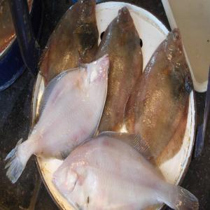  Vente Poissons Plats Turbot, Solette,carrelet. - poissons nous pouvons fournir des poissons plats congelés (ou frais éventuellement meme!). un contenair ou deux de 25 tonnes par mois avec des turbots,  carrelet et solettes.--conditionnement à votre convenance,  nous le faisons en effet nous meme et pouvons nous adapter donc.--origine- be