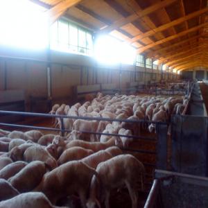  Agneaux, Moutons Espagne - animaux vivants agneaux et moutons,  origine espagne,  disposons de quantités importantes d'animaux vivants toute l'année.--exportations vers maghreb,  moyen-orient.