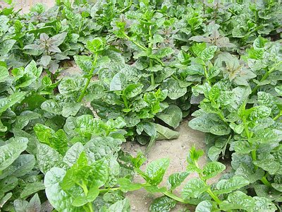  Legumes Épinards Indien Pour La Vente - fruits et légumes nous avons fraîches,  congelées,  séchées et de toutes sortes et tailles de légumes épinards indiens à vendre. nos prix sont très compétitifs et sont les mieux connaître. nous faisons de notre livraison par avion pour les petites quan