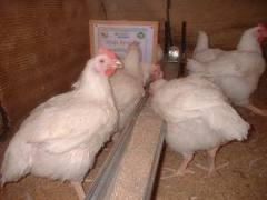  Poulet De Chair Oeuf Senegal - viandes et oeufs bonjour nous elevons des poulets de chair de qualité essentiellement des pattes jaunes . nos poulets sont elevés par des professionelles et regulierement suivis par un veterinaire. prix-3 kg/2500 fcfa