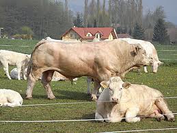  Taureaux Agneaux - animaux vivants nous somme entrain de chercher un fornisseur des animaux vivant pour la exportation. si vraiment vous etes intereses a noutre demande please contanter nous le plus-t&ocirc;t possible mer&ccedil;i a votre colaboration avec nous--salutation hergli 