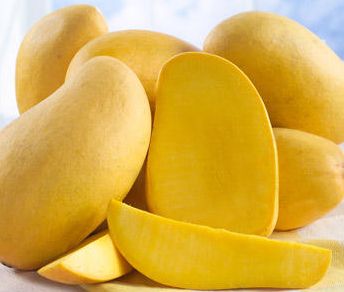  Mangue Ataulfo Du Mexique Premiere Qualite - fruits et légumes groupe de producteurs agricoles au mexique vous offre des produits de première qualité sur le marché européen,  --mangue ataulfo une variété résistant au transport en de un saveur inégalable --nous avons aussi - --citron vert,  avocat vanille,  ma