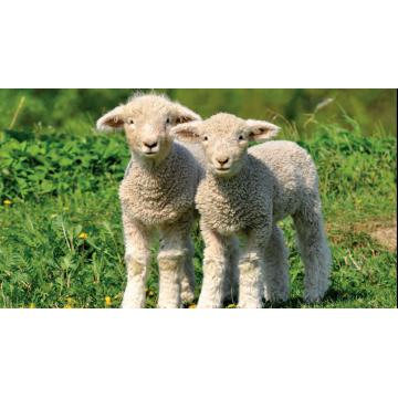  La Recherche De Partenaires Sérieux Avec Solidité - animaux vivants la recherche de partenaires sérieux avec la solidité financière d'ouvrir un bureau de représentation en roumanie pour acheter des animaux destinés à l'exportation.--je suis pret à faire toute l'affaire en roumanie--propositions de collaboration